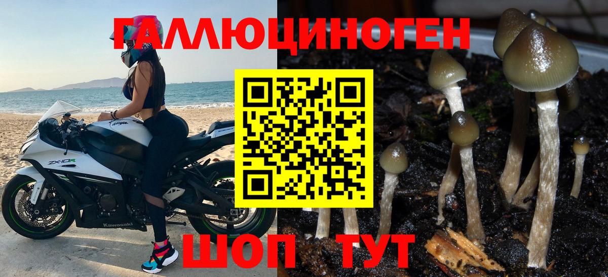 Псилоцибиновые грибы Cubensis Каменск-Шахтинский
